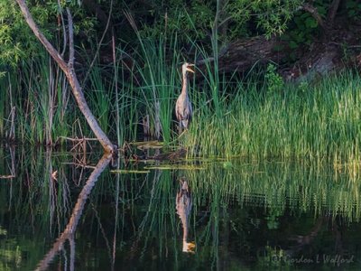 Yawning Great Blue Heron Reflected DSCN100217