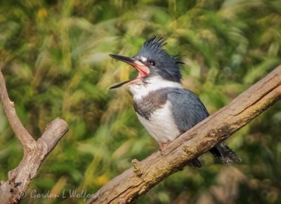 Kingfisher Yawning DSCN101747