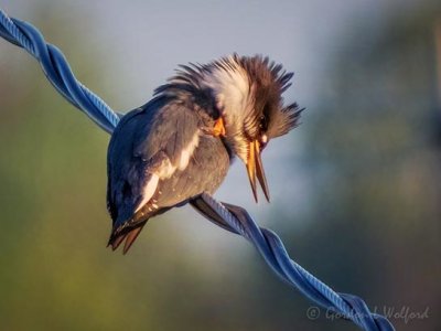 Belted Kingfisher Preening DSCN102422