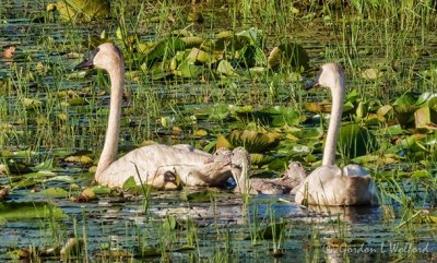 Trumpeter Swans & Cygnets DSCN102442