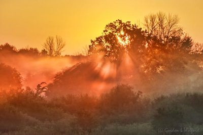 Sunrise Sunrays Through Ground Fog 90D28879