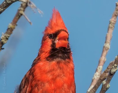 Male Cardinal Singing DSCN103413
