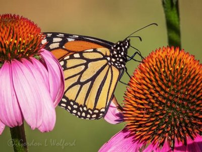 Monarch Butterfly On A Coneflower DSCN105089