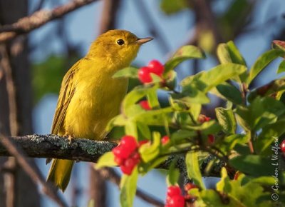 Yellow Warbler Near Red Berries DSCN105159
