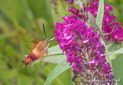 Hummingbird Clearwing Moth DSCN105523