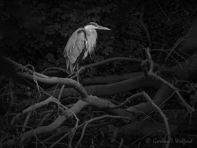 Great Blue Heron On A Deadfall DSCN105632BW