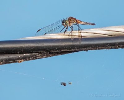 Dragonfly Above A Spider DSCN105793