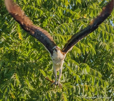 Osprey Taking Flight From A Tree DSCN106828