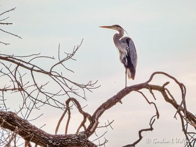 Great Blue Heron Standing On A Dead Tree Limb DSCN107063