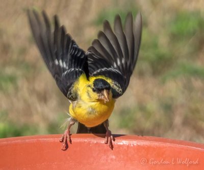 Male Goldfinch Landing On A Bird Bath DSCN107352