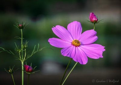 Pink Cosmos DSCN107594