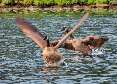 Two Canada Geese Taking Flight DSCN108113