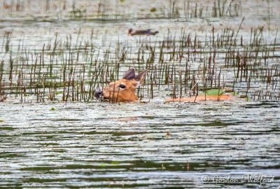 Deer Swimming In The Swale DSCN108287-8