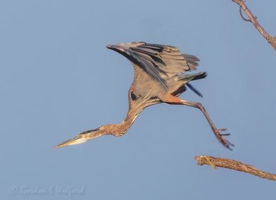 Great Blue Heron Taking Flight DSCN108426