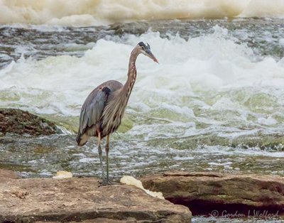 Great Blue Heron At Old Mill Rapids DSCN109165