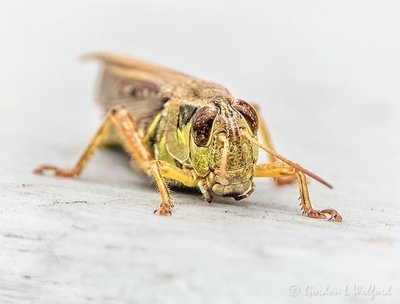 Grasshopper On The Porch DSCN109312-4