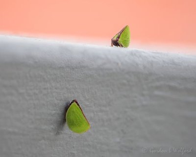 Two Little Leaf Bugs On A Porch Railing DSCN109897.900