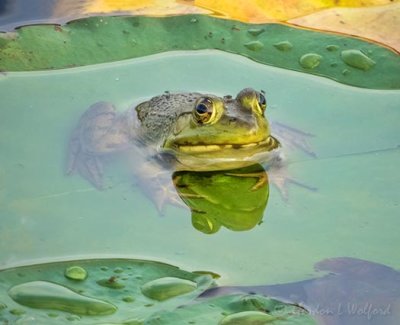 Bullfrog On A Flooded Lily Pad DSCN110148