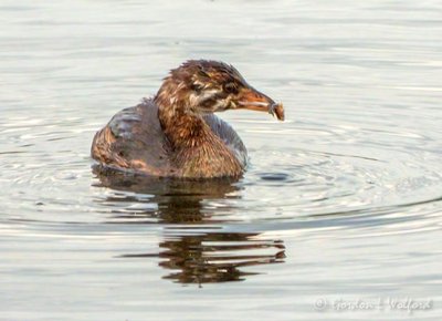 Grebes of Ontario