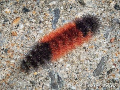 Woolly Bear Caterpillar On A Sidewalk DSCN110757