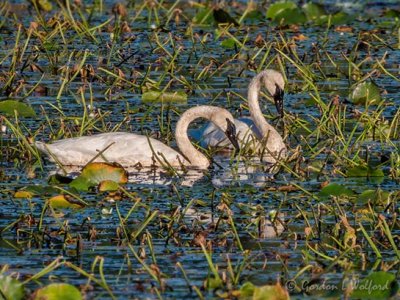 Two Trumpeter Swans In Wetland DSCN111092