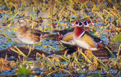 Three Wood Ducks On A Wetland Mound DSCN112506