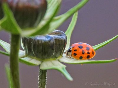 Asian Lady Beetle On A Budding Cosmos DSCN112918