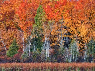 Autumnscape Beyond Bare Trees DSCN112903