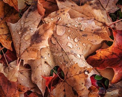 Wet Fallen Fall Leaves DSCN112933