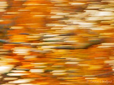 Autumn Tree Abstract DSCN113871