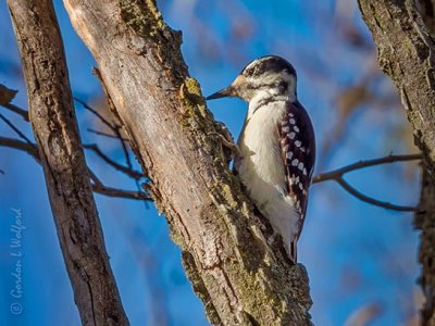Female Downy Woodpecker DSCN114140