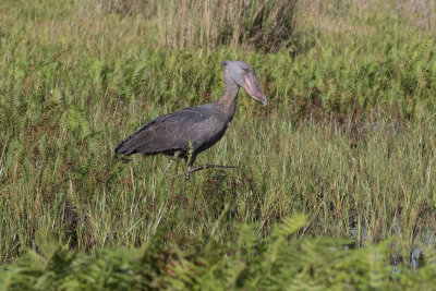 Shoebill_4550.jpg