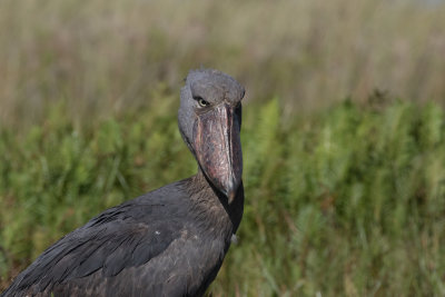 Shoebill_4575.jpg