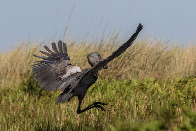 Shoebill_4611.jpg