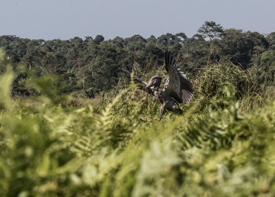 Shoebill_4686.jpg