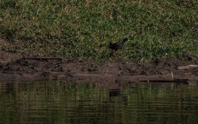Black_Crake 4947.jpg