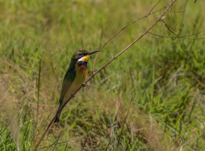 Bluebreasted_Beeeater_4789.jpg