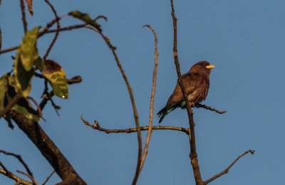 Broadbilled_Roller_4472.jpg