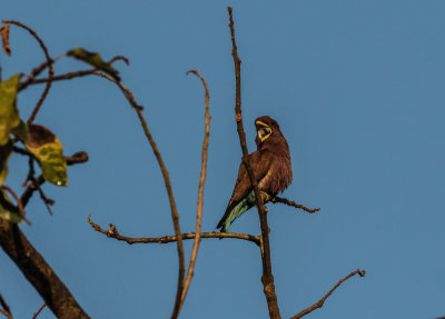 Broadbilled_Roller_4476.jpg