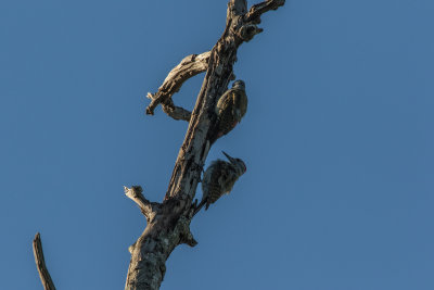 Cardinal_Woodpecker_4447.jpg