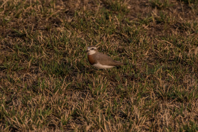 Caspian_Plover_5083.jpg