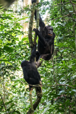 Chimpanzee_5339.jpg