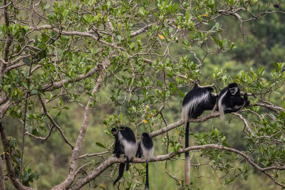 Colobus_5381.jpg