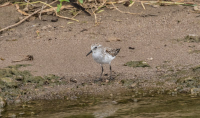 Curlew_Sandpiper_5236.jpg
