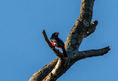 Doubletoothed_Barbet_4441.jpg