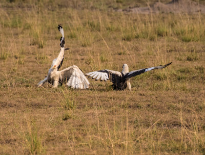 Egyptian_Vulture_5114.jpg