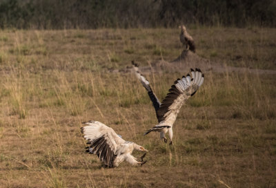 Egyptian_Vulture_5121.jpg