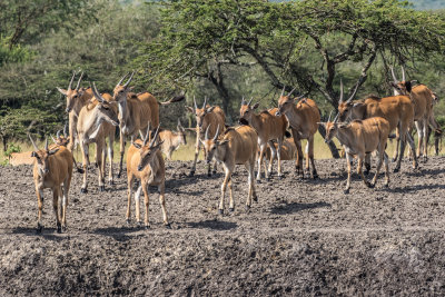 Eland_4904.jpg