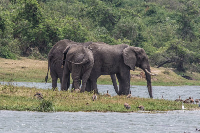 Elephant_5167.jpg