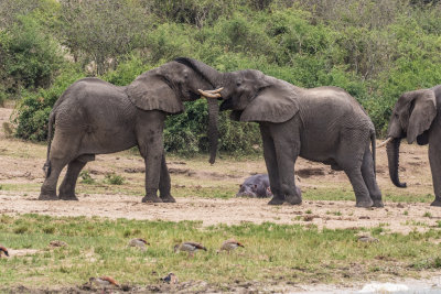 Elephant_5180.jpg